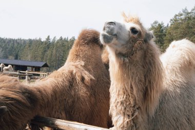 Detaylı bir deve yakın çekim yemyeşil bir frorest önünde duruyor.