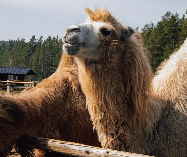 Detaylı bir deve yakın çekim yemyeşil bir frorest önünde duruyor.