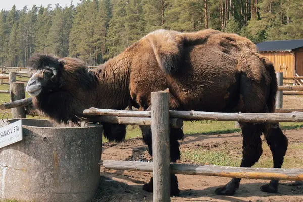 Bactrian devesi yan yana duran beton su oluğu açık bir hayvanat bahçesinde..