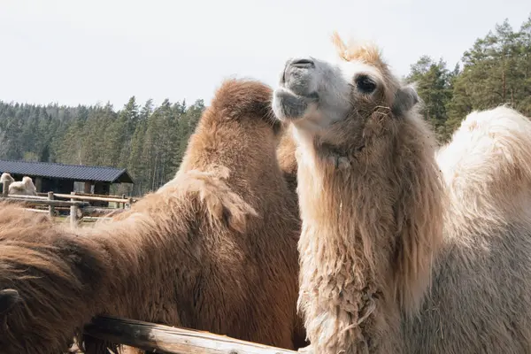 Detaylı bir deve yakın çekim yemyeşil bir frorest önünde duruyor.