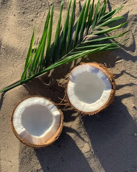 Stock image Coconut and palm branch on the sand