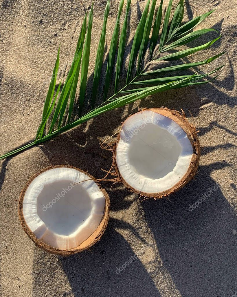 Coconut Palm Branch Sand