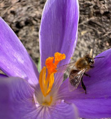 Güzel mor tarla kuşu ve arı bahçede