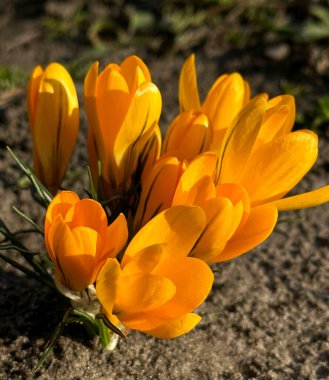 Bahçedeki güzel timsahlar. Sarı timsahlar