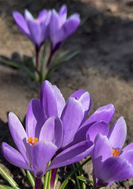 Bahçede güzel mor timsahlar