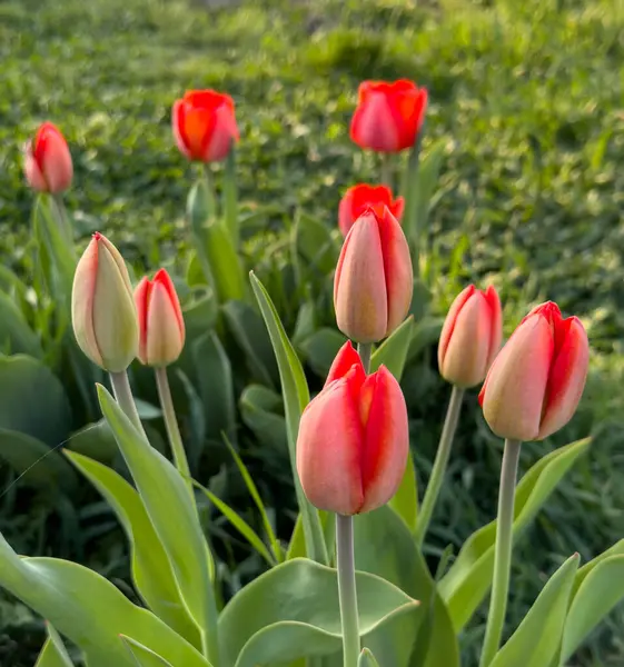 Hermosos Tulipanes Jardín —  Fotos de Stock