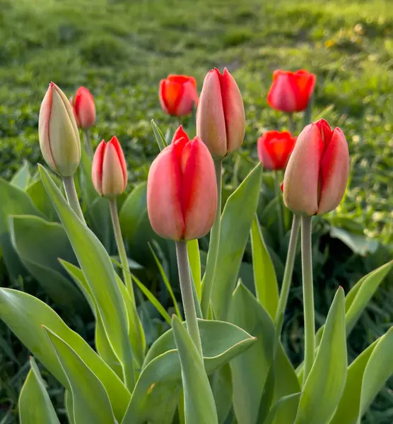 Merah Tulip Mekar Taman — Stok Foto