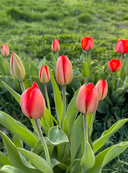 Röda Tulpaner Blommar Trädgården — Stockfoto
