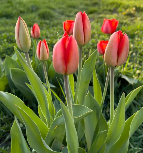 Tulipanes Rojos Floreciendo Jardín —  Fotos de Stock