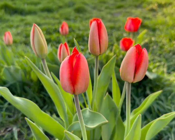 Tulipanes Rojos Floreciendo Jardín —  Fotos de Stock