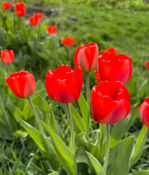 Färgglada Röda Tulpaner Trädgården — Stockfoto