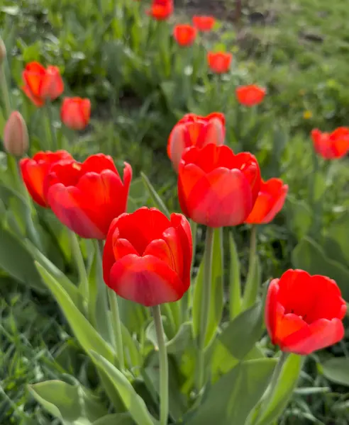 Coloridos Tulipanes Rojos Jardín —  Fotos de Stock