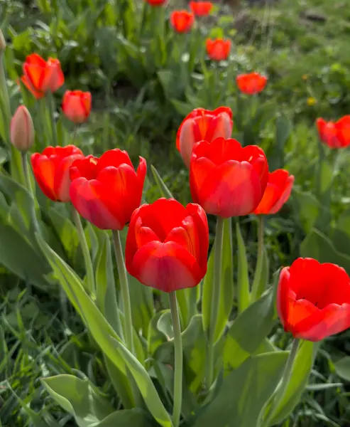 Färgglada Röda Tulpaner Trädgården — Stockfoto