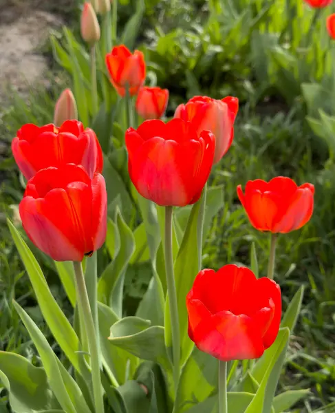 Röda Tulpaner Blommar Trädgården — Stockfoto