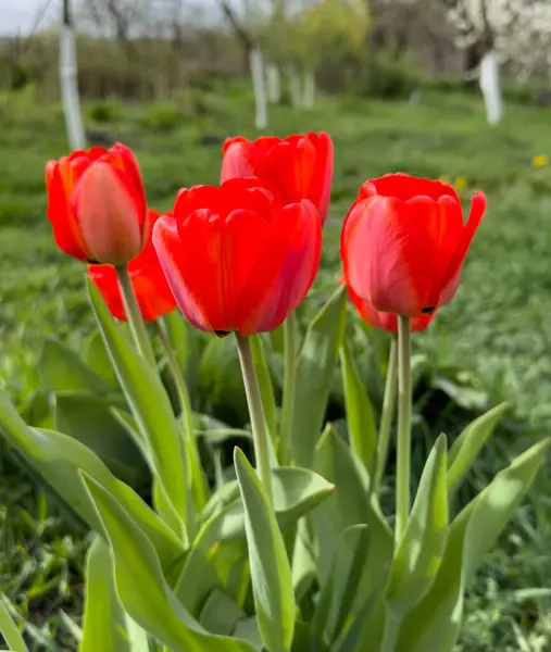 Coloridos Tulipanes Rojos Jardín —  Fotos de Stock