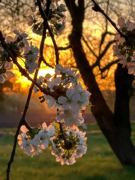 Ett Blommande Körsbärsträd Trädgården Mot Bakgrund Solnedgången — Stockfoto