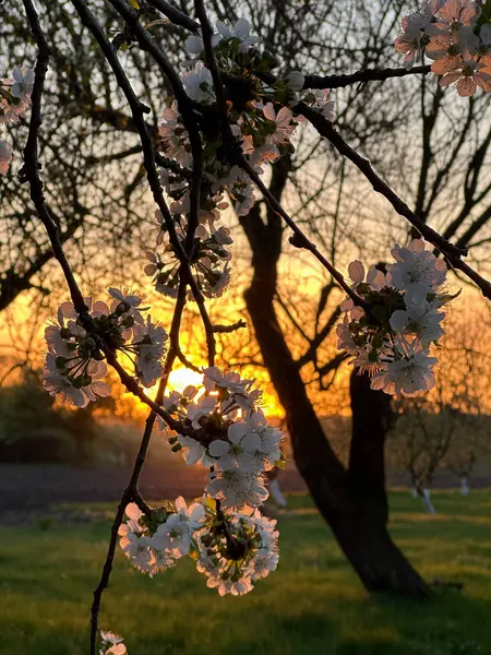 Kukkiva Kirsikkapuu Puutarhassa Auringonlaskun Taustalla — kuvapankkivalokuva
