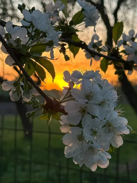 Blommande Körsbärsträd Med Vita Blommor Vårträdgård — Stockfoto