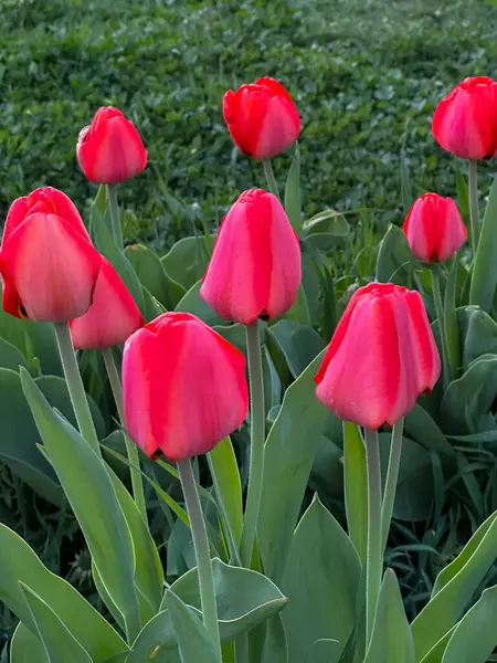 Tulip Merah Yang Indah Taman — Stok Foto