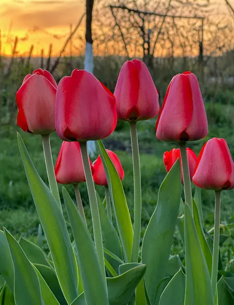 Hermosos Tulipanes Rojos Jardín Fondo Puesta Sol —  Fotos de Stock