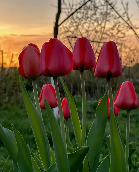 Indah Tulip Merah Taman Latar Belakang Matahari Terbenam — Stok Foto