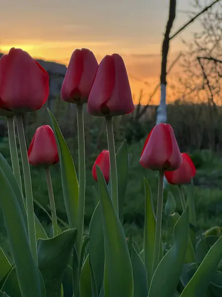 Vackra Röda Tulpaner Trädgården Bakgrunden Solnedgången — Stockfoto