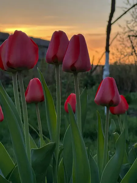 Vackra Röda Tulpaner Trädgården Bakgrunden Solnedgången — Stockfoto