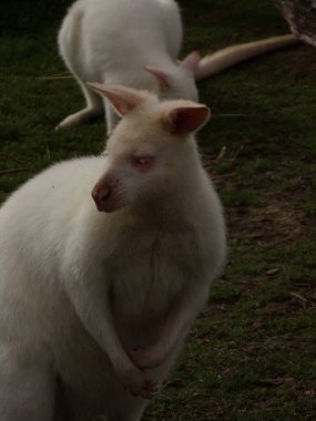 Albino kanguru kameradan başka yere bakıyor.
