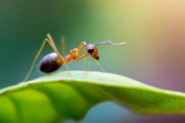Yumuşak, bulanık bir arkaplan üzerinde yaprak gezinen bir karınca