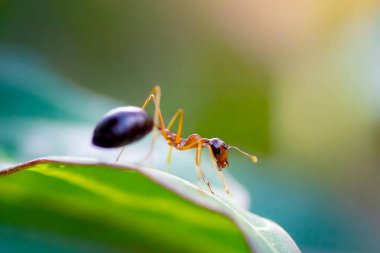 Yumuşak, bulanık bir arkaplan üzerinde yaprak gezinen bir karınca