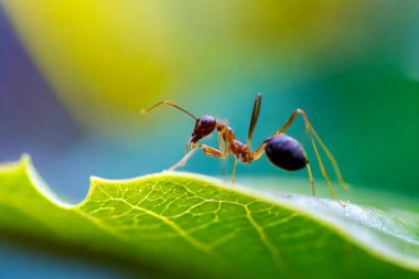 Yumuşak, bulanık bir arkaplan üzerinde yaprak gezinen bir karınca