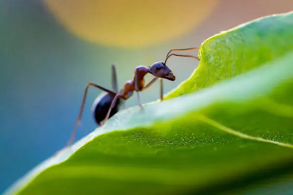 Yumuşak, bulanık bir arkaplan üzerinde yaprak gezinen bir karınca