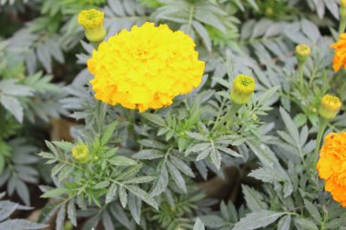 Tagetes 'in ereksiyon çiçeğini kapat