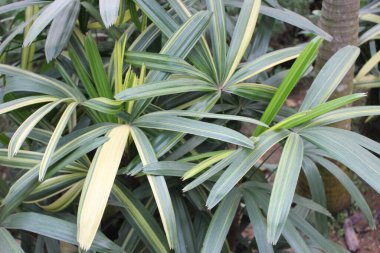 RhapExcelsa doğal bir arka planla ayrılır, yaygın olarak Lady Palm olarak bilinir, doğal bir arkaplana karşı büyüleyici bir yeşillik gösterisine sahiptir..