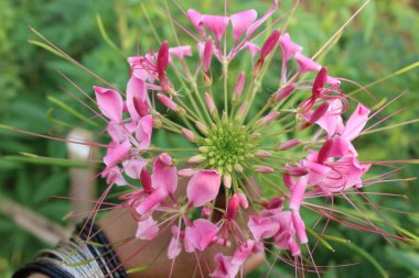 Cleome spinosa çiçeklerini kapatın, her dönüş yeni bir çiçek görkemi tablosunu gözler önüne seriyor
