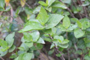 Hibiscus rosa-sinensis yaprakları genellikle Çin amber çiçeği veya gül otu olarak bilinir, botanik zarafeti üzerine yapılan bir çalışmadır.. 