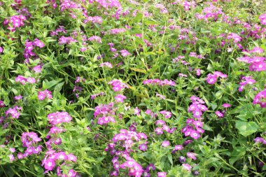 flowering garden with Phlox drummondii, the enchanting beauty of Phlox drummondii unfolds like a painter's palette come to life.  clipart