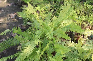 Nephrolepis exaltata yapraklarına yakın, yaygın olarak Boston eğreltiotu olarak bilinir, bu daimi güzellik bereketli yeşilliği ve zarif davranışıyla kutlanır..