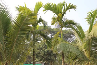 Betel palmiyesi ya da Areca palmiyesi olarak bilinen Areca Catechu bitkisinin yakınında botanik karmaşıklığının büyüleyici bir duvar halısı sergileniyor.. 