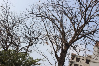 Gökyüzü arka planlı erythrina americana bitkisi görkemli dallarını gökyüzünün tuvaline serer..