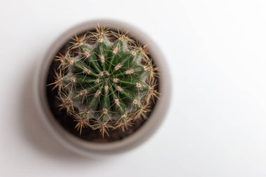 Kaktüs tencerede, beyaz izole arka planda. Hemoroit, anal ağrı, yüksek açı.