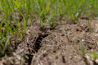 Kuru ve çatlamış arazi, bitki filizi ile. Su kıtlığı, küresel ısınma, su kıtlığı, su krizi. Toprak erozyonu ve çölleşme. Yeni hayat kavramı