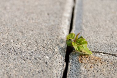 Bitki beton yoldaki çatlaktan büyür. Kavram: çimento, yaşam mücadelesi, büyüme, hareket, yaşama susuzluk, neşe, aşk yoluyla büyür.