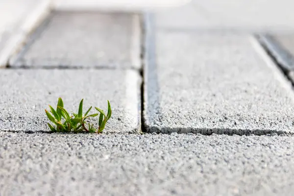 The plant grows through the crack in the concrete road. Concept: it grows through cement, struggle for life, growth, movement, thirst for life, joy, love