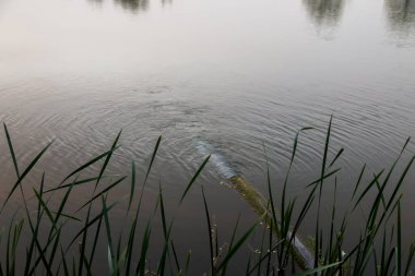 Kirlenmiş su borudan nehre dökülüyor. Yerli atık su kanalizasyon borusundan nehre akıyor. Çevre kirliliği. Ekolojik felaket