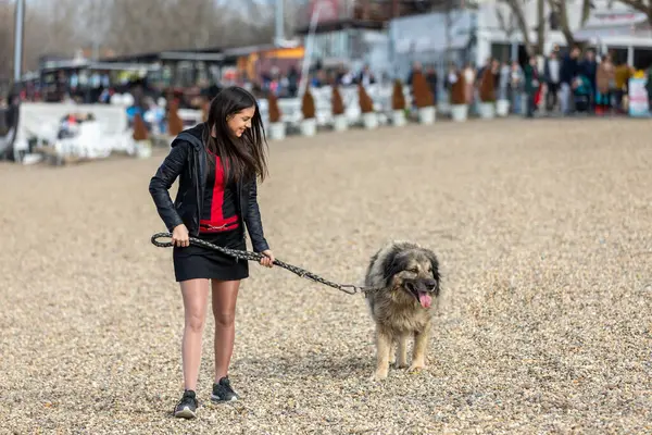 Genç bir delikanlı, güzel bir sonbahar günü göl kenarında beyaz çoban köpeğini gezdirmek için tasma kullanır.