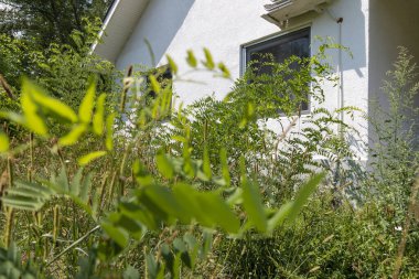 Evin yanında yabani otların yetiştiği terk edilmiş, aşırı büyümüş, bakımsız bir arazi..