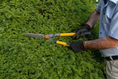Olgun bahçıvan dalları budamak için makas kullanıyor. Bahçe dekorasyonu kavramı