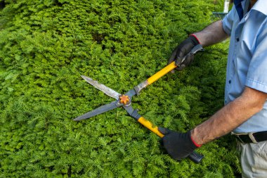 Bahçıvan düzenleme, budama. Yetişkin bahçıvan dalları budamak için budama makası kullanıyor. Bahçe dekorasyonu kavramı