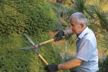 Olgun bahçıvan dalları budamak için makas kullanıyor. Bahçe dekorasyonu kavramı
